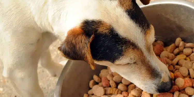 croquettes pour chiens